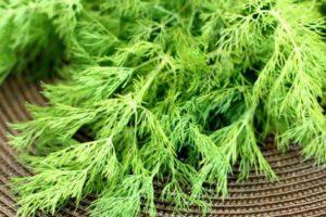 วิธีเลือกพันธุ์ผักชีลาวที่ดีที่สุดสำหรับการปลูกผักใบเขียวโดยไม่ต้องมีร่มในพื้นที่โล่งและเรือนกระจก