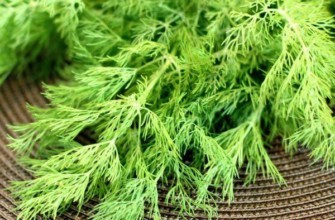 พันธุ์ผักชีลาว