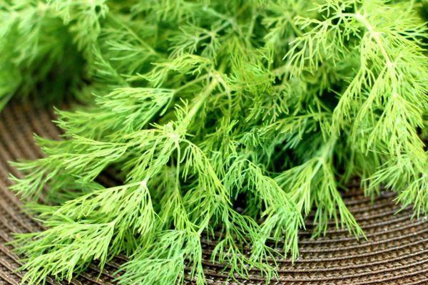 พันธุ์ผักชีลาว