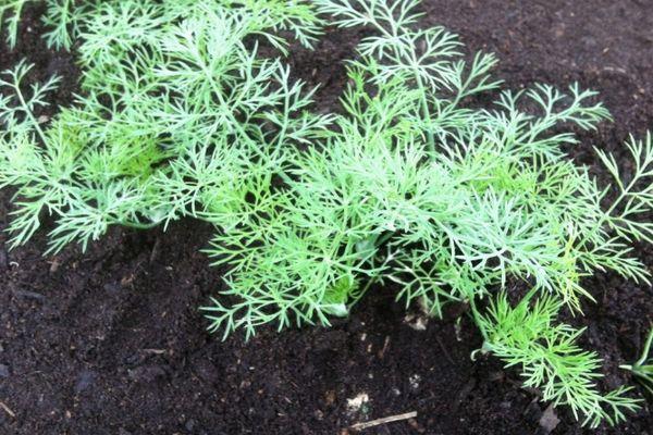 การปลูกผักใบเขียว