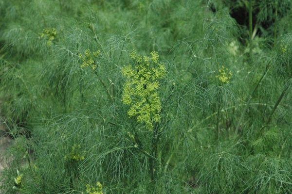 ผักชีลาวสุกเร็ว