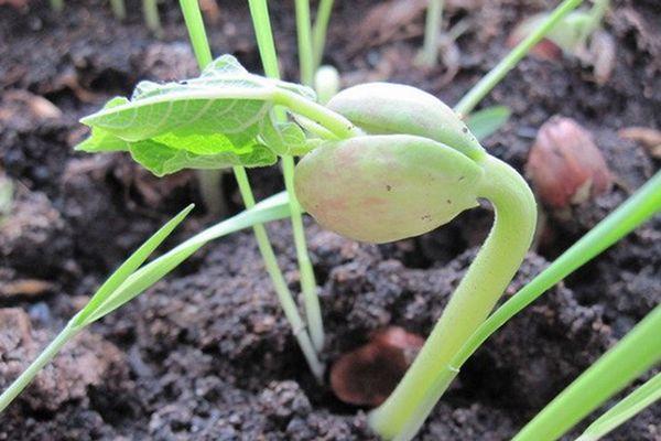 การปลูกถั่ว