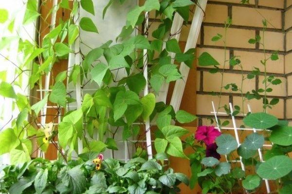 ถั่วบนขอบหน้าต่าง