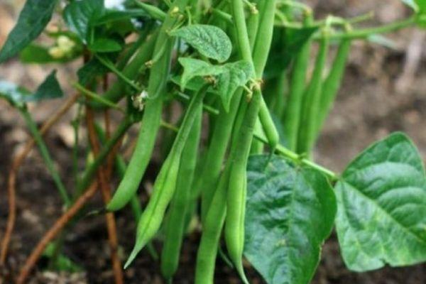 ถั่วผลไม้