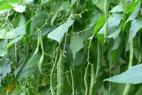 การปลูกถั่ว