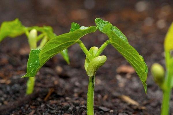 ถั่วงอก