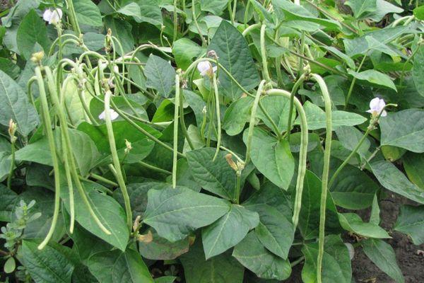 ถั่วฝักยาว