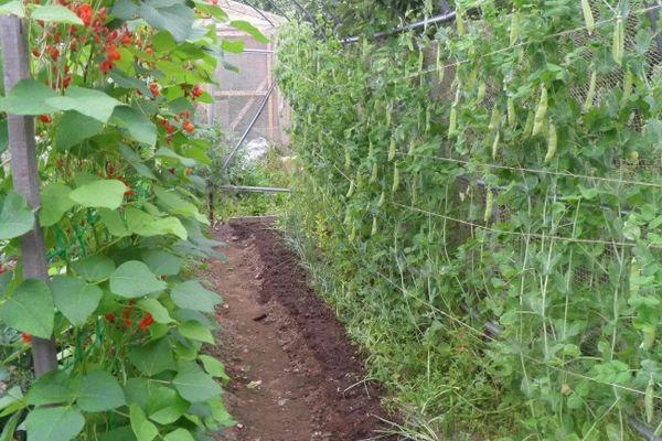 ถั่วในเรือนกระจก