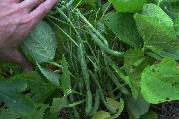 การปลูกพืชตระกูลถั่ว