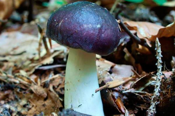 รัสซูล่าสีน้ำเงิน