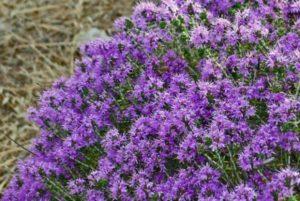 การปลูกไธม์จากเมล็ดและการขยายพันธุ์โดยการปักชำ การปลูกและการดูแลในพื้นที่โล่ง