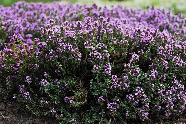 ไธม์ในสวน