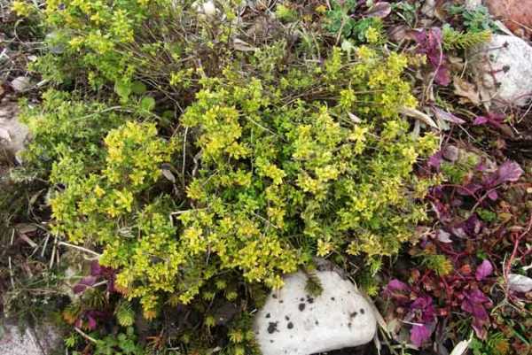 ต้นไธม์