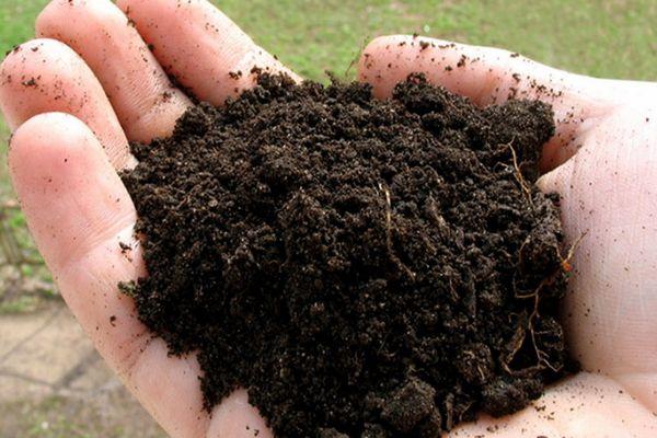 Préparation de la tourbe