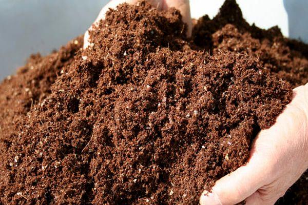 compost de tourbe