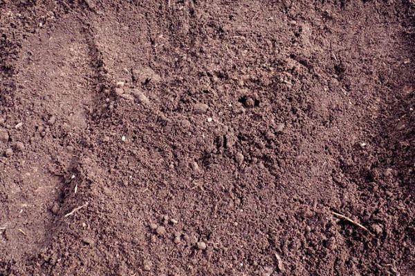 Tourbe de transition