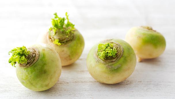 หัวผักกาดสด