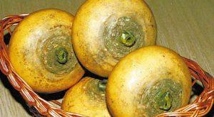 วิธีเก็บรักษาหัวผักกาดไว้สำหรับฤดูหนาวที่บ้านในห้องใต้ดิน อพาร์ตเมนต์ หรือห้องใต้ดิน