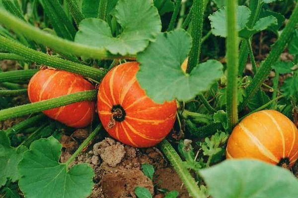 การดูแลฟักทอง