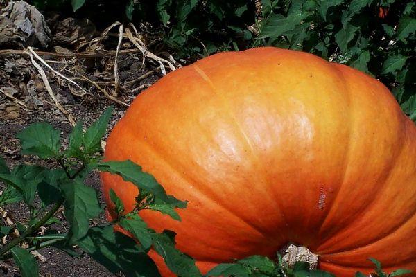 เห็ดฟักทอง