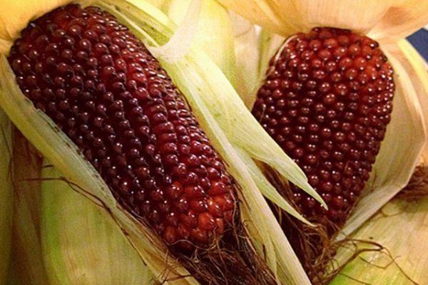 maïs rouge