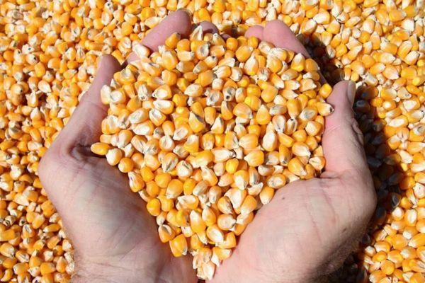 grains de maïs