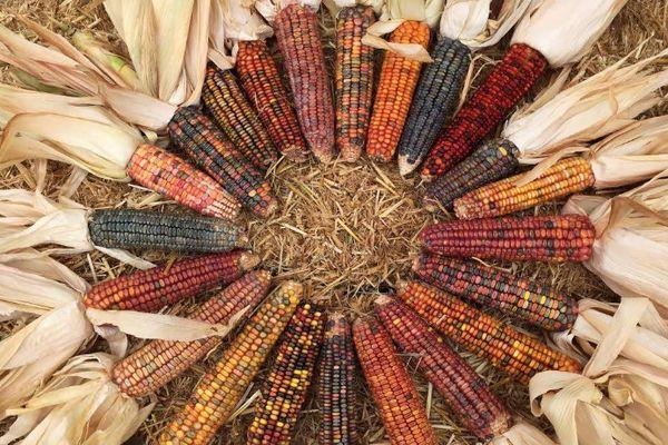 maïs coloré
