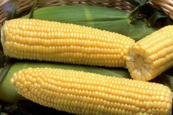 maïs mûr