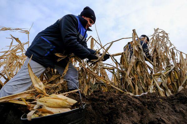 Récolte des épis de maïs