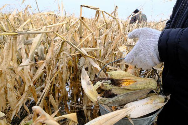 récolte de maïs