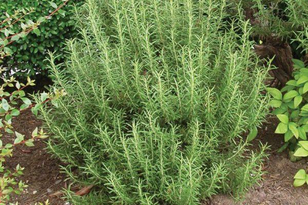 โรสแมรี่ในสวน