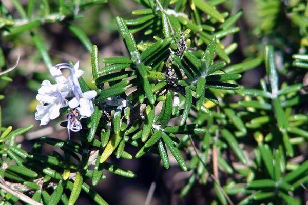 สมุนไพรรสเผ็ด