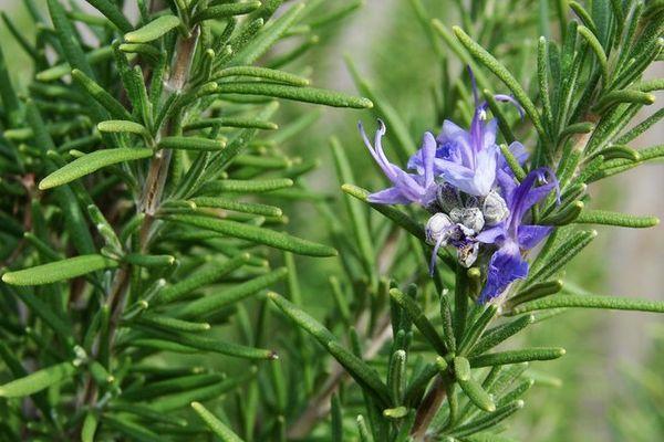 ดอกโรสแมรี่