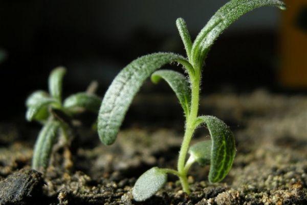 ถั่วงอกไธม์