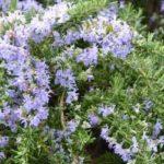 การปลูกโรสแมรี่