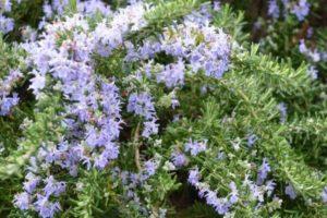 วิธีปลูกและดูแลโรสแมรี่กลางแจ้งในภูมิภาครอสตอฟ