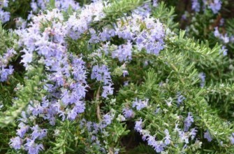 การปลูกโรสแมรี่