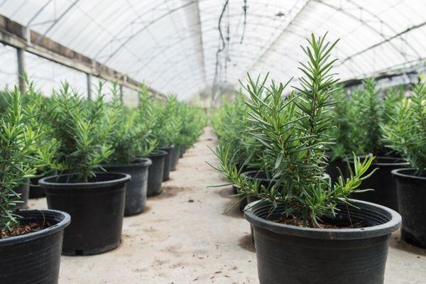 กระถางโรสแมรี่