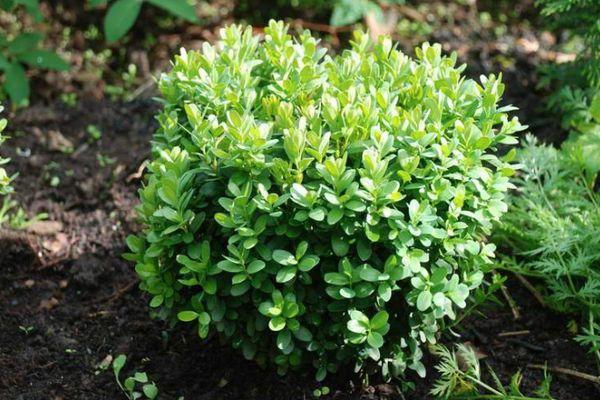 ต้นโรสแมรี่