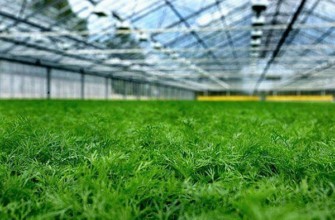 ผักชีลาวในเรือนกระจก