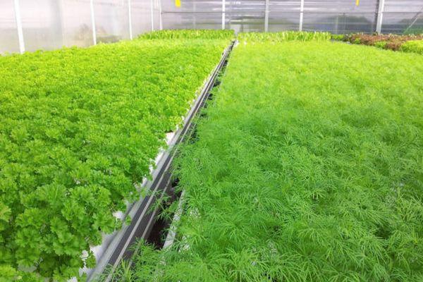 faire pousser des légumes verts