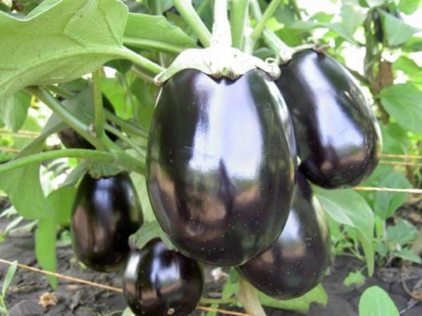 มะเขือยาวในสวน