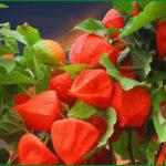 ฟิซาลิสในบ้าน