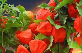 ฟิซาลิสในบ้าน