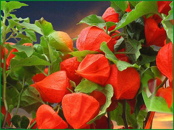 ฟิซาลิสในบ้าน