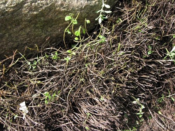 ไธม์ตัดแต่ง