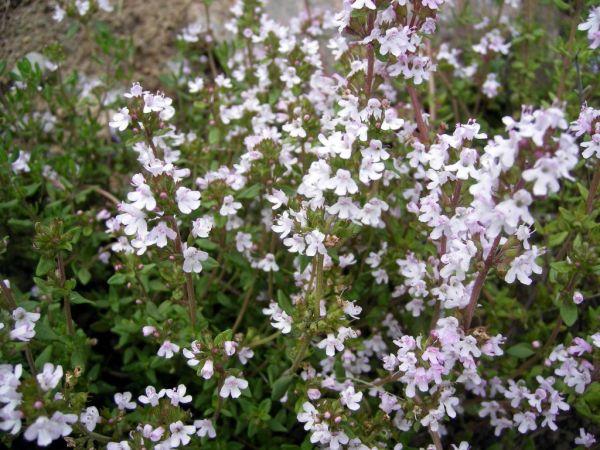 โรคไธม์