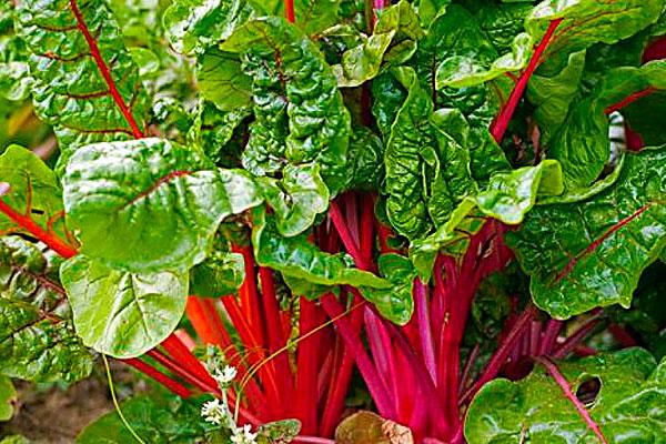 ยอดบีทรูท