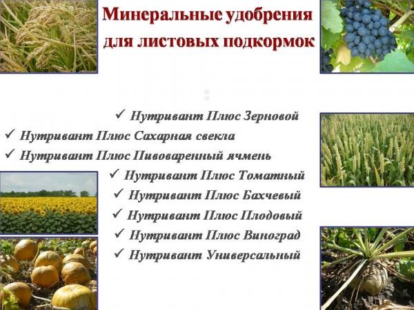 ประเภทของปุ๋ยแร่ธาตุ