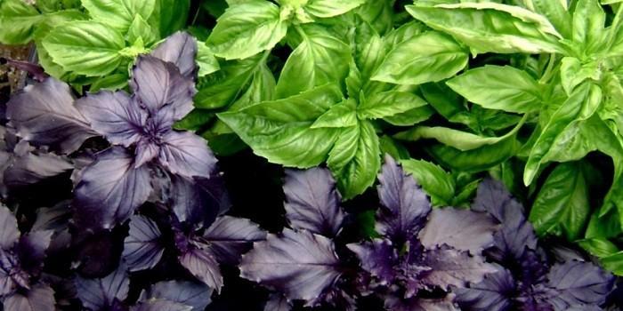 โหระพาสด